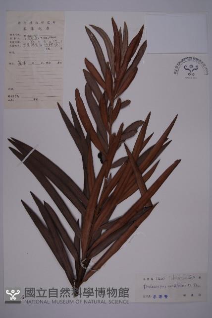 百日青藏品圖，第1張