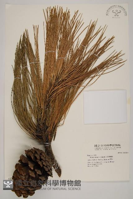 加拿利刺松藏品圖，第1張