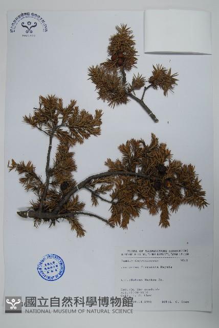 刺柏藏品圖，第1張