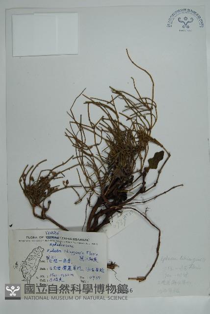 匍枝兩江麻黃藏品圖，第1張