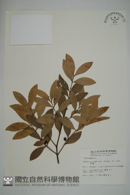 竹柏、南攻竹柏藏品圖，第1張