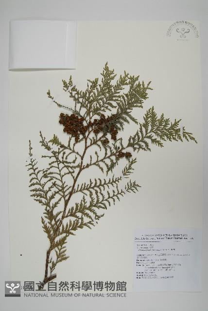 紅檜藏品圖，第1張