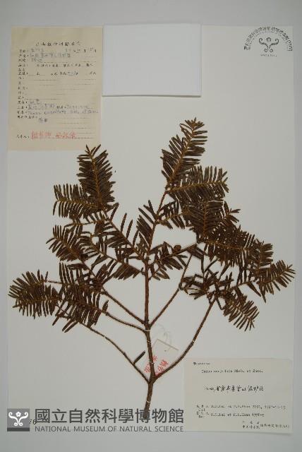 東北紅豆杉藏品圖，第1張