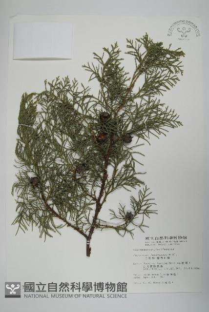 白粉柏藏品圖，第1張