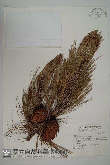 雲南松藏品圖，第1張