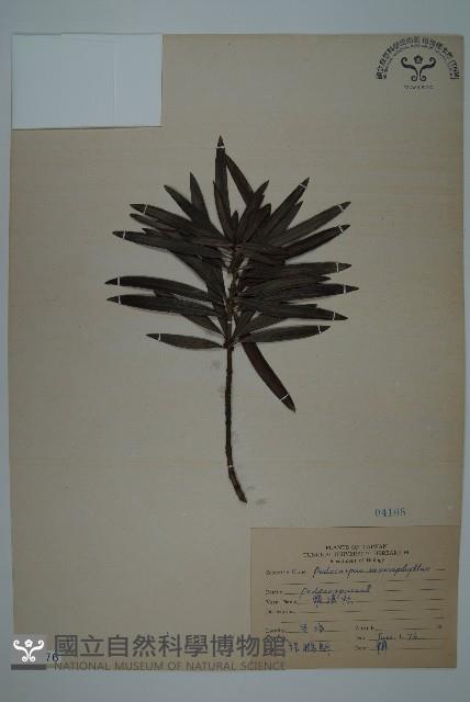 大葉羅漢松藏品圖，第1張