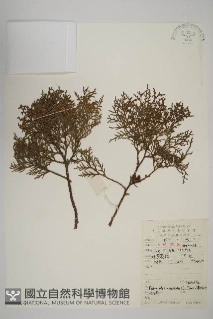 側柏藏品圖，第1張