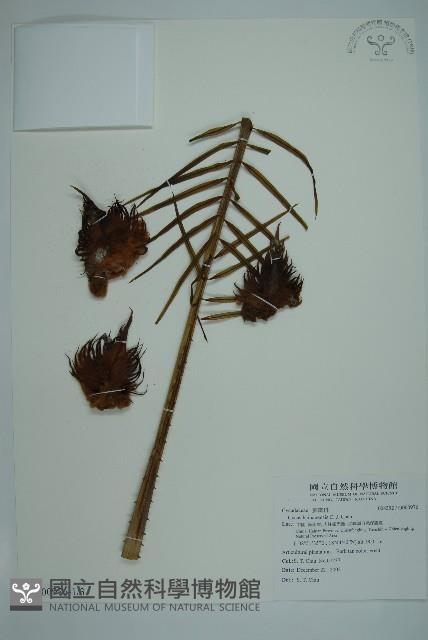 登錄號:G000976藏品圖，第1張