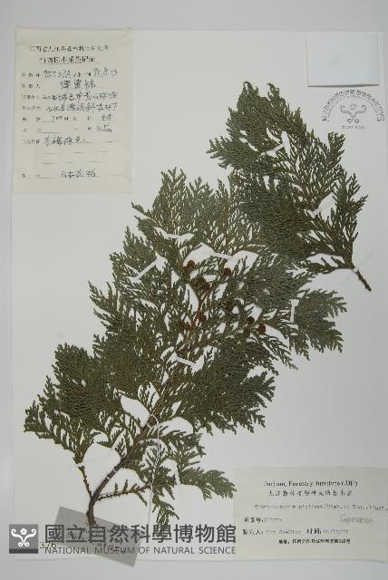 日本花柏藏品圖，第1張