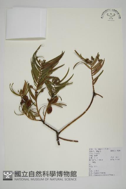 三尖杉藏品圖，第1張