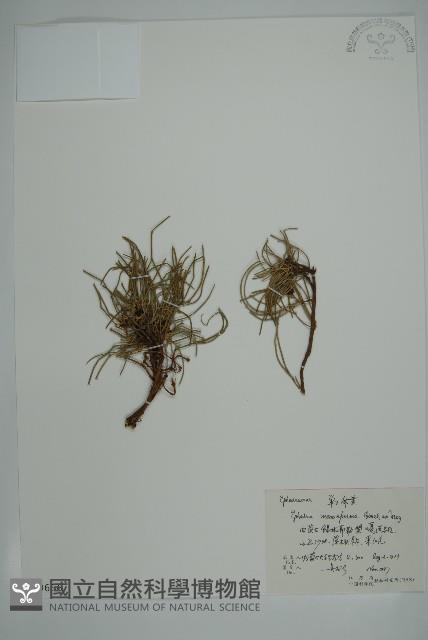 單子黃麻藏品圖，第1張