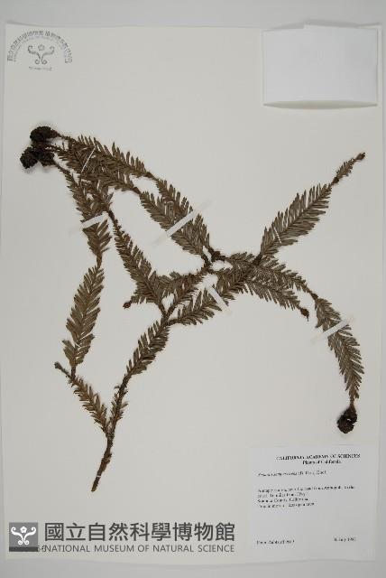 長葉世界爺藏品圖，第1張