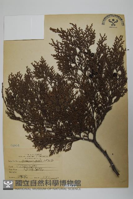 日本扁柏藏品圖，第1張