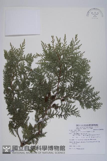 紅檜藏品圖，第1張