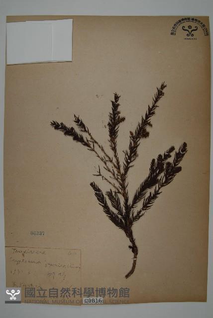 柳杉藏品圖，第1張