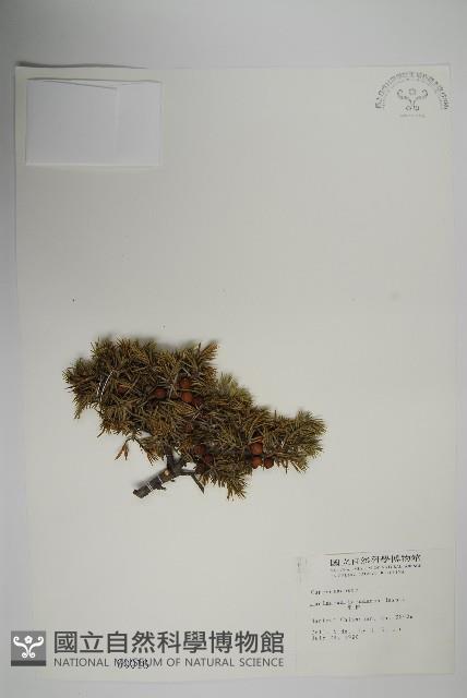 刺柏藏品圖，第1張