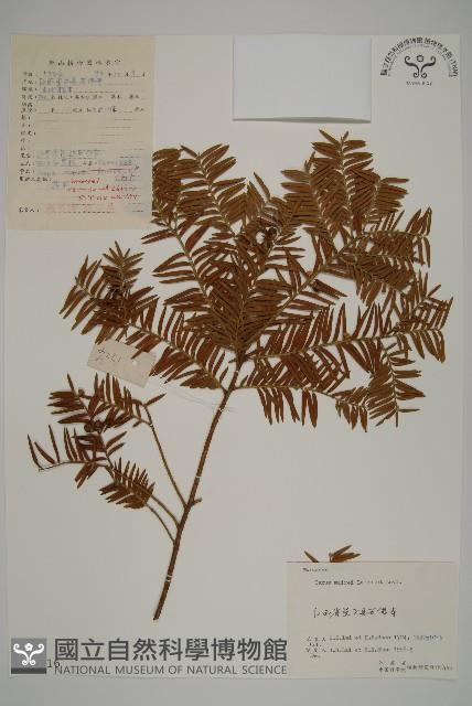 臺灣紅豆杉藏品圖，第1張