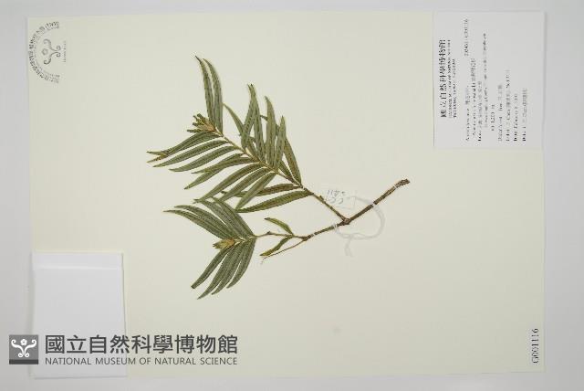 臺灣穗花杉藏品圖，第1張
