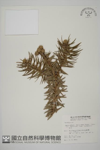 杉木藏品圖，第1張