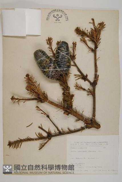 臺灣冷杉藏品圖，第1張