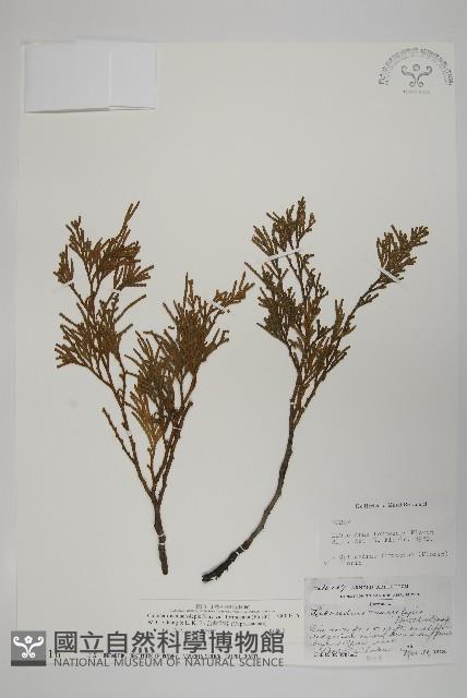 台灣肖楠藏品圖，第1張