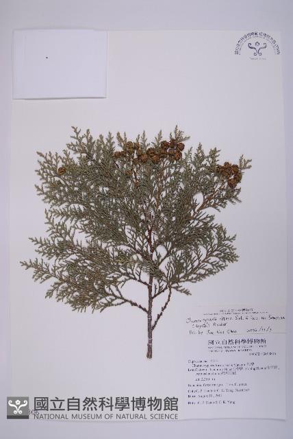 臺灣扁柏藏品圖，第1張