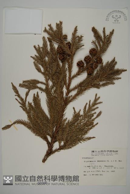 柳杉藏品圖，第1張