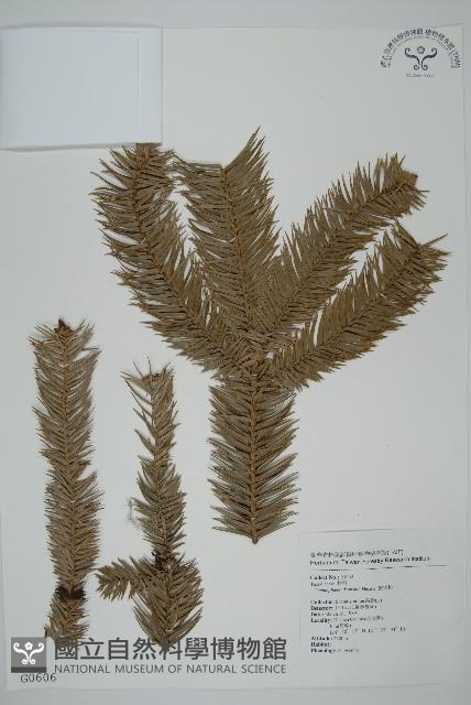 巒大杉、香杉藏品圖，第1張