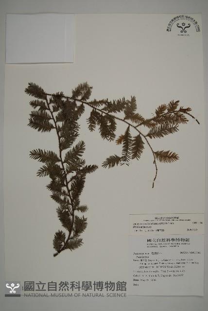 登錄號:G001106藏品圖，第1張