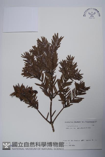 日本粗榧藏品圖，第1張