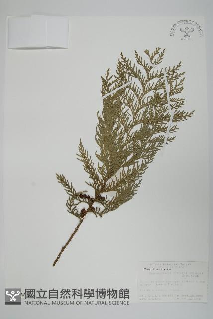 日本花柏藏品圖，第1張