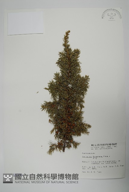 刺柏藏品圖，第1張