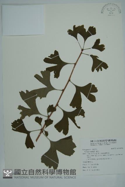 銀杏藏品圖，第1張