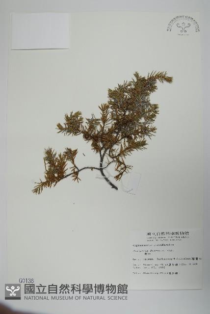 刺柏藏品圖，第1張