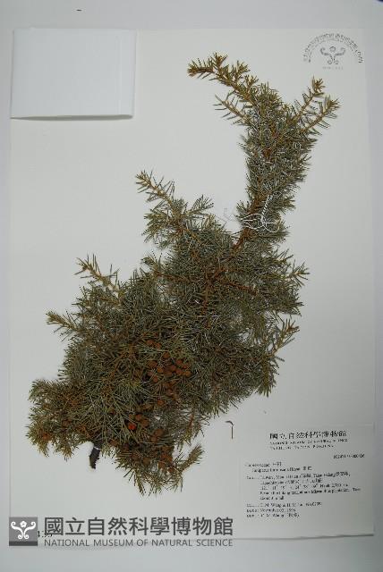 刺柏藏品圖，第1張