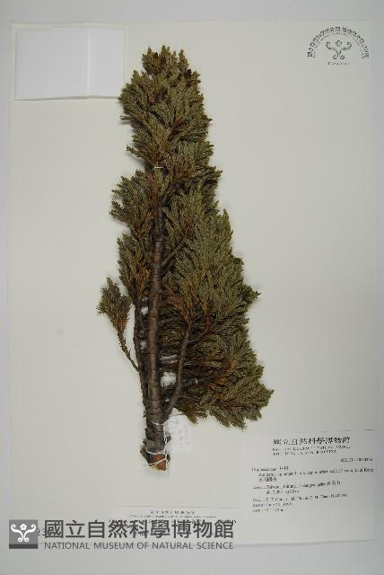 香青藏品圖，第1張