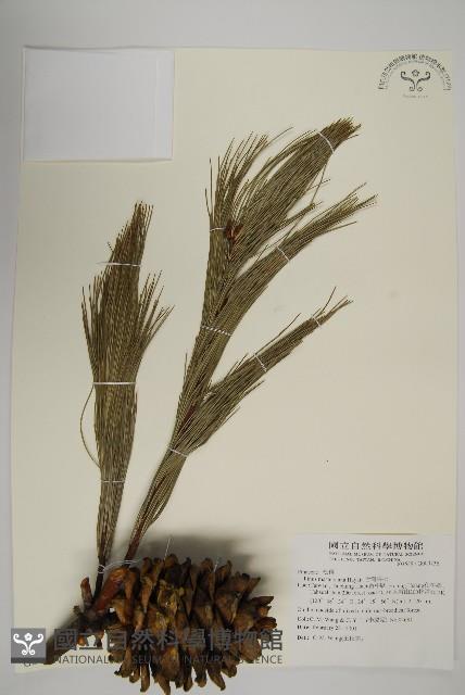 台灣果松藏品圖，第1張