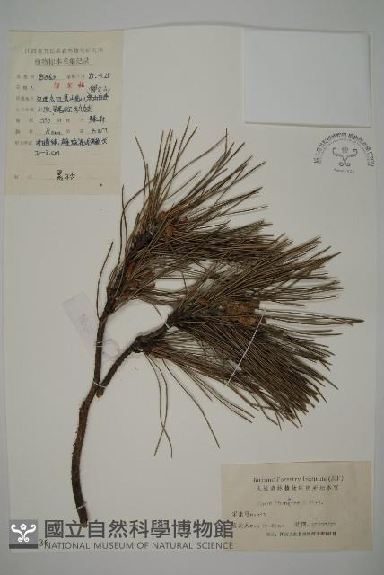 黑松藏品圖，第1張