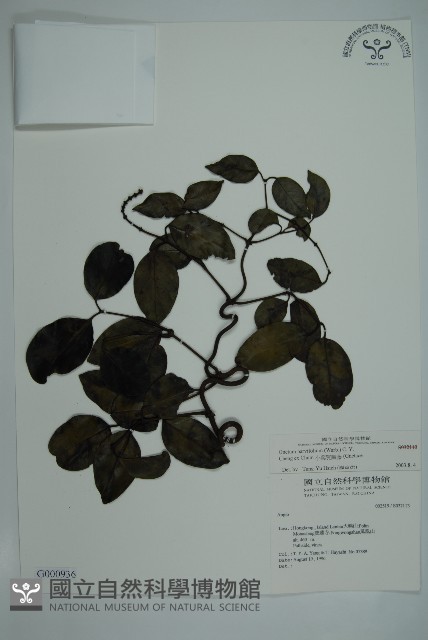 小葉買麻藤藏品圖，第1張