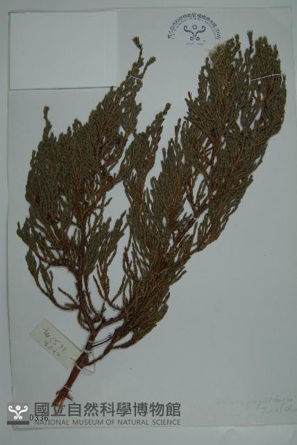 垂枝香柏藏品圖，第1張