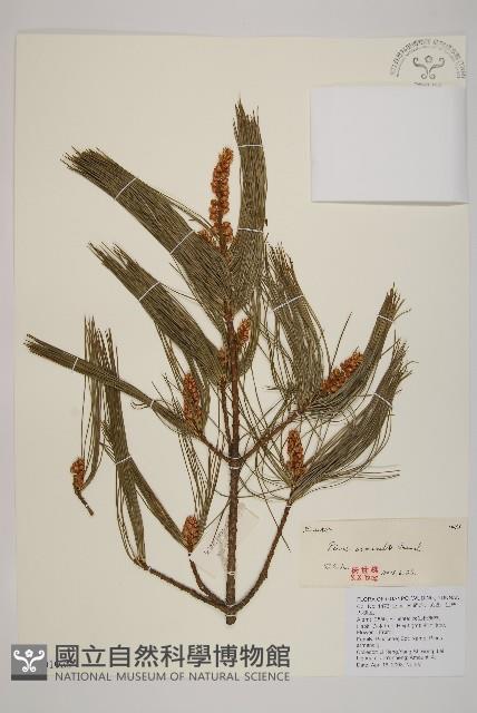 華山松藏品圖，第1張