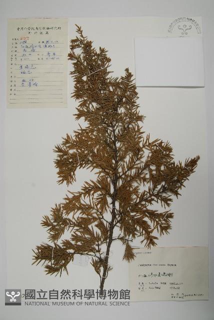 刺柏藏品圖，第1張