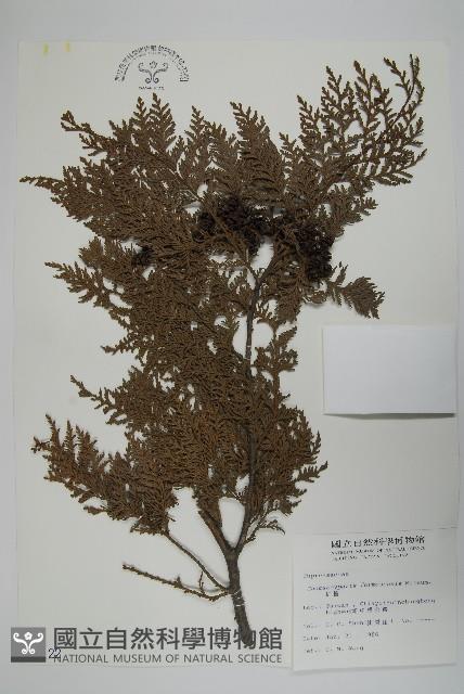 紅檜藏品圖，第1張