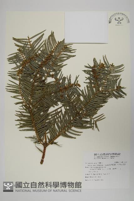 臺灣粗榧、台灣三尖杉藏品圖，第1張