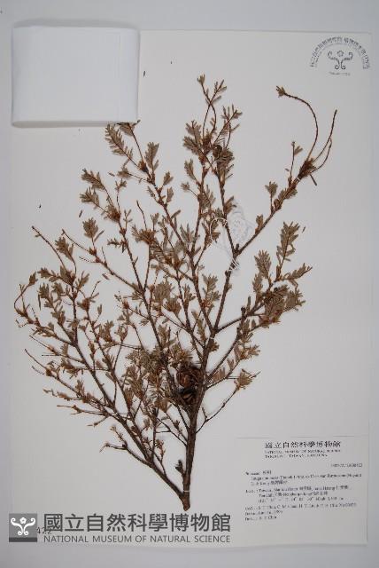 臺灣鐵杉藏品圖，第1張