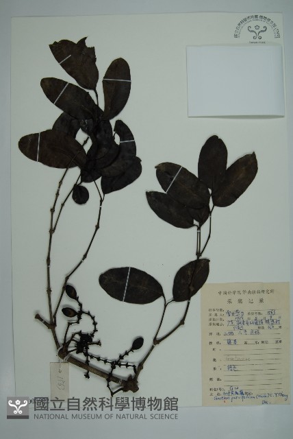 小葉買麻藤藏品圖，第1張