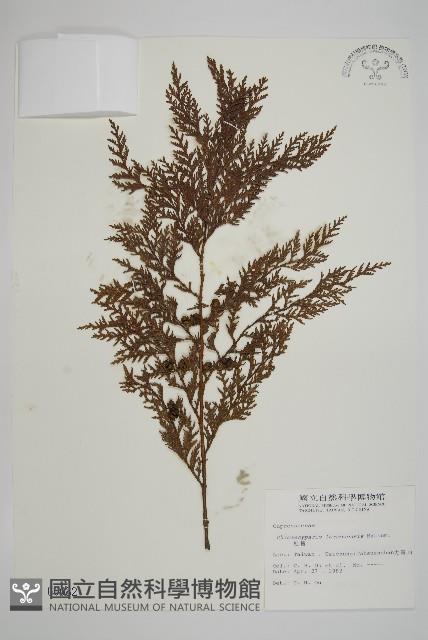 紅檜藏品圖，第1張