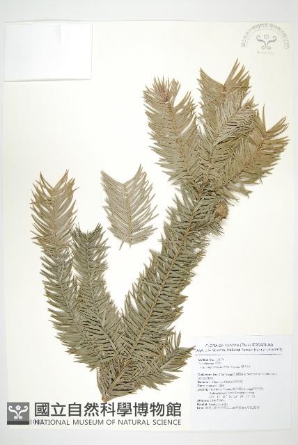 巒大杉、香杉藏品圖，第1張