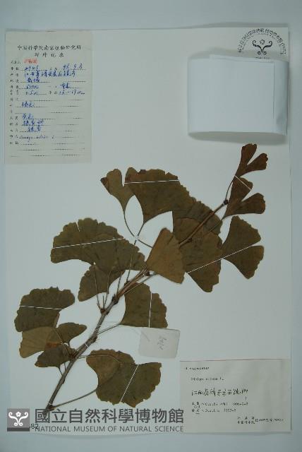 銀杏藏品圖，第1張