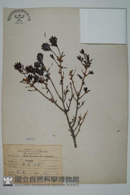 臺灣鐵杉藏品圖，第1張